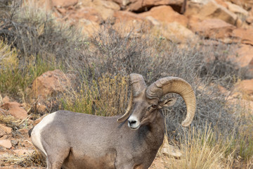 Desert Bighorn Sheep Ram