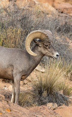 Desert Bighorn Sheep Ram