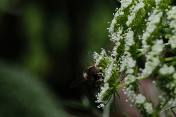 Macro flower with fly