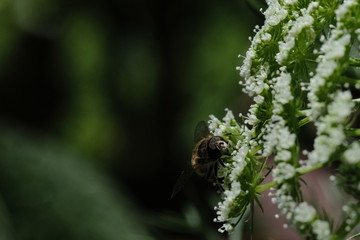 Macro flower with fly