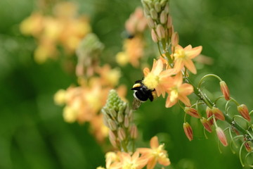 Macro flower with bee