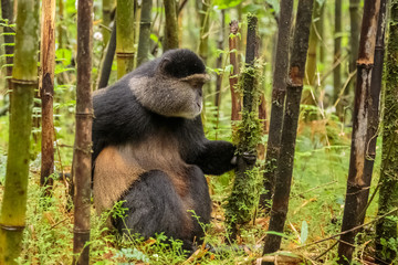Rwandan golden monkey sitting in the middle of green bamboo forest, Rwanda