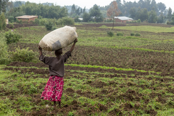 Little black rwandan girl standing in the field with a big crop sack on the head, Rwanda