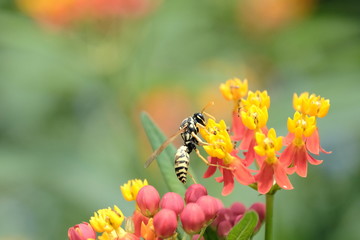 Macro flower with wasp