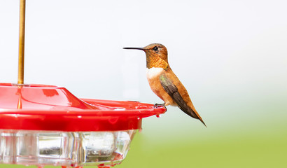 Adult Male Brilliant Rufous Hummingbird (Selasphorus rufus) at a Sugar Water Feeder in Colorado