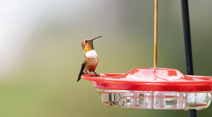 Adult Male Brilliant Rufous Hummingbird (Selasphorus rufus) at a Sugar Water Feeder in Colorado © RachelKolokoffHopper