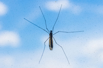 Mosquito on window screen closeup. Selective focus
