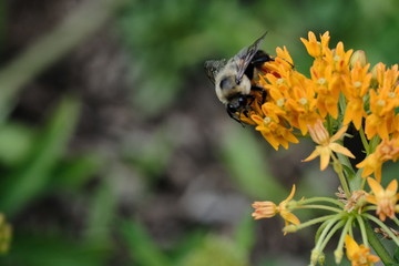 Macro flowers with bee