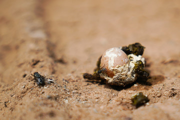 Relatively small chicken egg in chicken shit on ground. (Chicken defecated poop in which there was an egg)