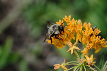 Macro flowers with bee