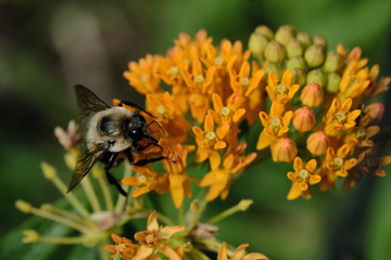 Macro flowers with bee