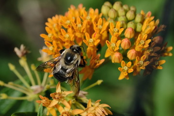 Macro flowers with bee