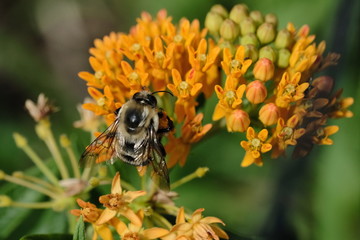 Macro flowers with bee