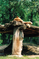 Obraz premium animals at the zoo