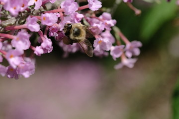 Macro flowers with bee