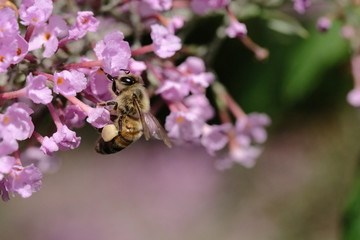 Macro flowers with bee