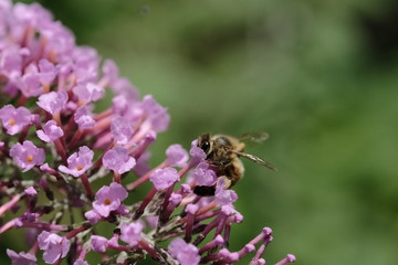 Macro flowers with bee