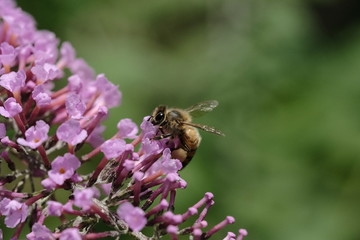 Macro flowers with bee
