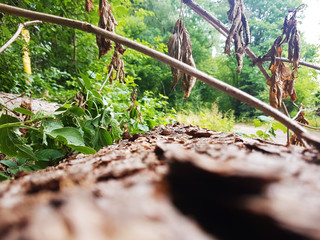 Fototapeta premium Der Baum ist tod