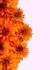 orange  flowers on light pink background, beautiful  floral composition;vertical frame,border