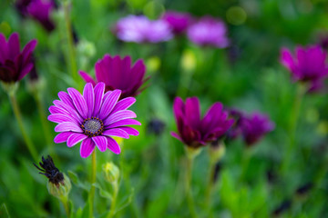 Purple daisy on the garden