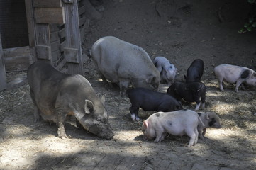 Zwergschwein Familie