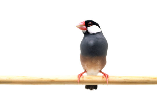 1/6 メイ　桜文鳥　イベント限定品　イラスト　写真３枚　初出物 769a4bd1359854c3c30a9b8bcd6b08