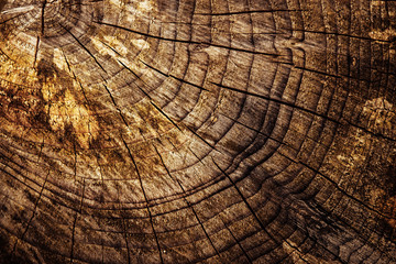 Fototapeta premium abstract detail of an old stump sawn