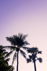 Fototapeta na wymiar Palm trees silhouette against purple sky. Filter toned effect. Copy space