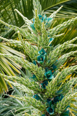 The Bromeliace, Puya Coerulea flower blossom