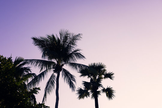 Palm trees silhouette against purple sky. Filter toned effect. Copy space