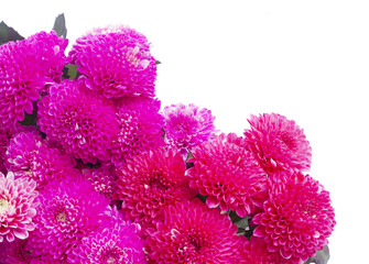 magenta pink chrysanthemum bright fresh flowers isolated on white background