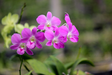 Fototapeta na wymiar beautiful purple orchid flower