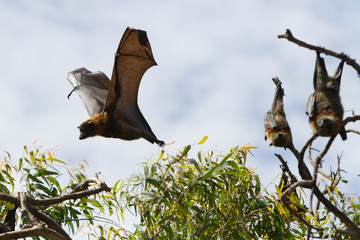 Fruit Bat Landing in the Trees