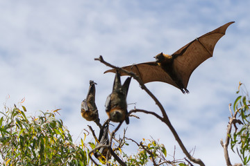 Fruit Bat Landing in the Trees