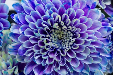 Zelfklevend Fotobehang fresh blue chrysanthemum flower petals macro natural background © neirfy