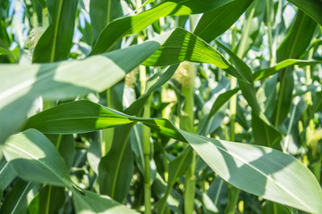 Obraz premium Maisfeld