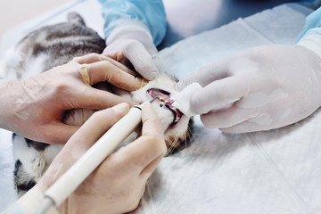 The vet examines the teeth of the cat. Tooth stone in domestic animals