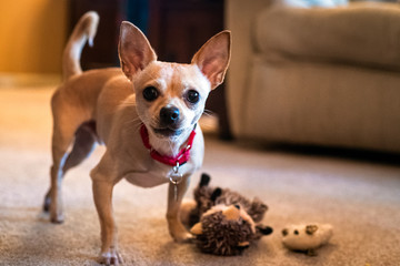 chihuahua