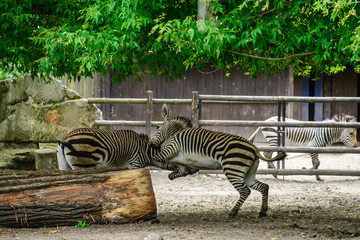 Fototapeta na wymiar zebras fighting at the zoo