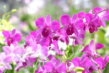 Fototapeta na wymiar beautiful purple orchid flower