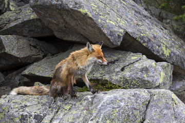 The Fox in the free Nature of the High Tatras