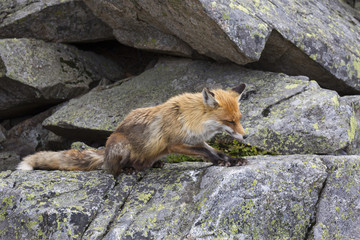 The Fox in the free Nature of the High Tatras