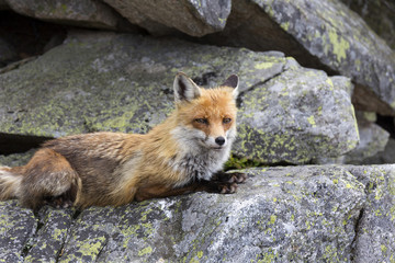 The Fox in the free Nature of the High Tatras
