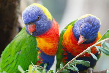 Pair of Brightly Colored Rainbow Lorikeets