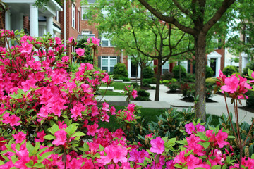 Fototapeta na wymiar A blossoming rhododendron bush with pink flowers at a townhouse courtyard. Richmond suburbs, Virginia