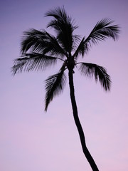 Purple pink sunset sky palm tree silhouette 