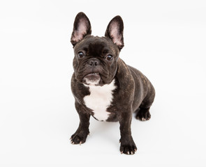 French BUlldog portrait on white background