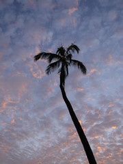 Single tall Palm tree silhouette of a fluffy sunset colorful clouds sky