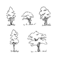 Set of hand drawn architect trees. Vector sketch.Architectural illustration 